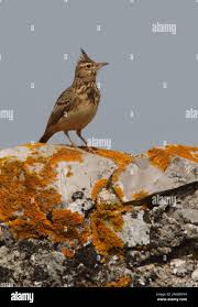 Attēlu rezultāti vaicājumam “Galerida cristata adult”