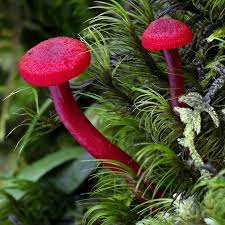 Attēlu rezultāti vaicājumam “Hygroamblystegium humile sporophyte”