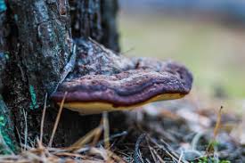 Attēlu rezultāti vaicājumam “Inonotus obliquus”