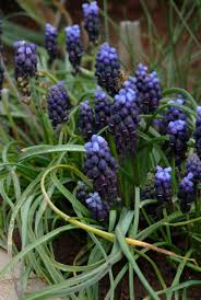 Attēlu rezultāti vaicājumam “Muscari neglectum”
