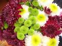 <b>Chrysanthemum</b>