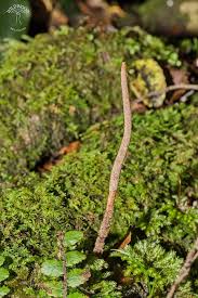 Attēlu rezultāti vaicājumam “Cordyceps stylophora”