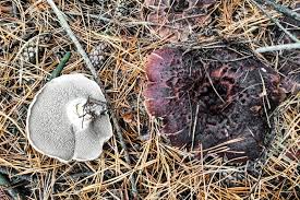 Attēlu rezultāti vaicājumam “Sarcodon imbricatum”