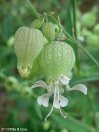 Image result for Silene vulgaris