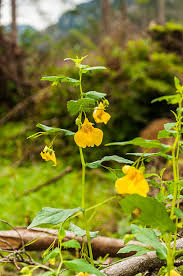 Attēlu rezultāti vaicājumam “Impatiens noli-tangere flower”