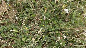 Attēlu rezultāti vaicājumam “Medicago lupulina fruit”