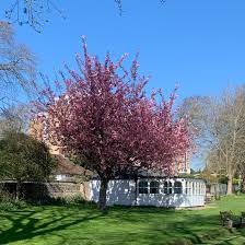 Image result for Compton Croquet Club