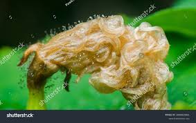 Attēlu rezultāti vaicājumam “Spinellus fusiger”