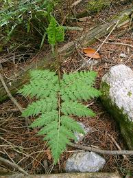 Attēlu rezultāti vaicājumam “Botrychium virginianum”
