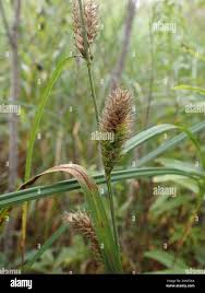 Attēlu rezultāti vaicājumam “Carex atherodes”