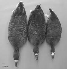 Attēlu rezultāti vaicājumam “Anser albifrons”