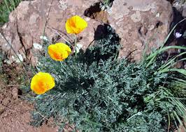 Attēlu rezultāti vaicājumam “Eschscholzia californica leaf”