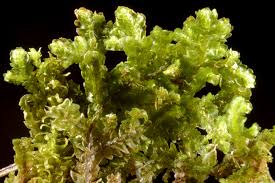 Attēlu rezultāti vaicājumam “Porella platyphylla macro”