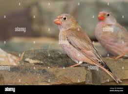 Image result for Bucanetes githagineus