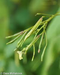 Attēlu rezultāti vaicājumam “Impatiens parviflora leaf”