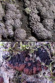 Attēlu rezultāti vaicājumam “Hypoxylon fuscum”