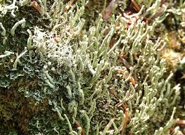 Attēlu rezultāti vaicājumam “Cladonia”