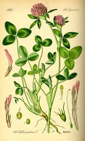 Attēlu rezultāti vaicājumam “Trifolium pratense”