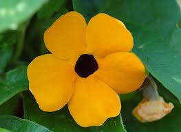 Image result for Thunbergia alata