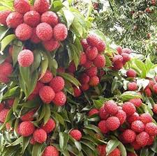 Image result for Litchi chinensis