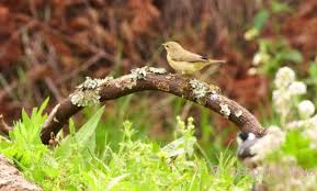 Attēlu rezultāti vaicājumam “Phylloscopus trochilus nest”
