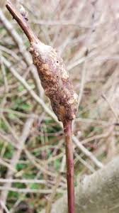 Attēlu rezultāti vaicājumam “Diastrophus rubi”