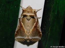 Attēlu rezultāti vaicājumam “Habrosyne pyritoides”