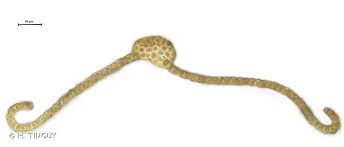 Attēlu rezultāti vaicājumam “Orthotrichum cupulatum var. riparium”