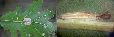 Attēlu rezultāti vaicājumam “Bucculatricidae”