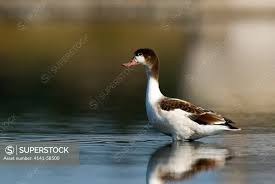 Attēlu rezultāti vaicājumam “Tadorna tadorna juvenile”