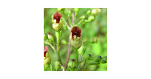 Attēlu rezultāti vaicājumam “Scrophularia nodosa fruit”