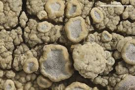 Attēlu rezultāti vaicājumam “Lecanora carpinea”