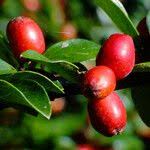 Attēlu rezultāti vaicājumam “Cotoneaster divaricatus fruit”