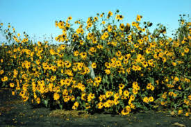 Attēlu rezultāti vaicājumam “Helianthus annuus flower”