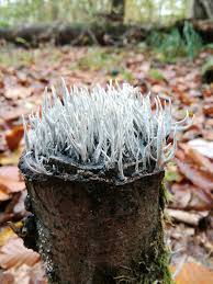 Attēlu rezultāti vaicājumam “Xylaria hypoxylon”