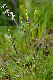 Attēlu rezultāti vaicājumam “Nardus stricta”