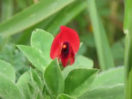 Image result for Lotus tetragonolobus