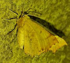 Attēlu rezultāti vaicājumam “Ennomos autumnaria”