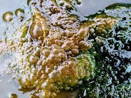 Attēlu rezultāti vaicājumam “Nostoc pruniforme cells”