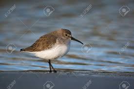 Attēlu rezultāti vaicājumam “Calidris alpina”