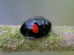 Attēlu rezultāti vaicājumam “Chilocorus renipustulatus”