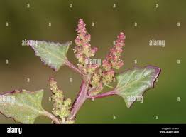 Attēlu rezultāti vaicājumam “Chenopodium rubrum leaf”