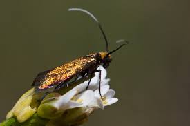 Attēlu rezultāti vaicājumam “Cauchas rufimitrella”