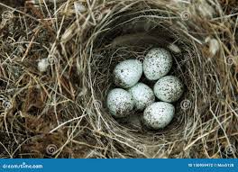 Attēlu rezultāti vaicājumam “Motacilla alba nest”