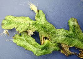 Attēlu rezultāti vaicājumam “Conocephalum”