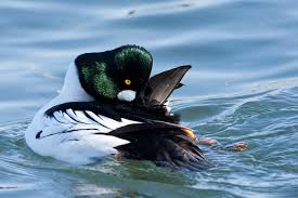 Attēlu rezultāti vaicājumam “Bucephala clangula”