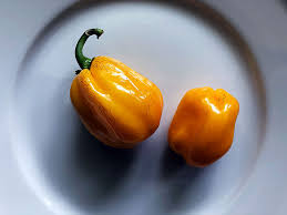 Afbeeldingsresultaat voor aji dulce sweet pepper