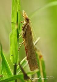 Attēlu rezultāti vaicājumam “Pediasia contaminella”