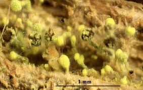 Attēlu rezultāti vaicājumam “Chaenotheca brachypoda”