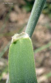 Attēlu rezultāti vaicājumam “Holcus lanatus”